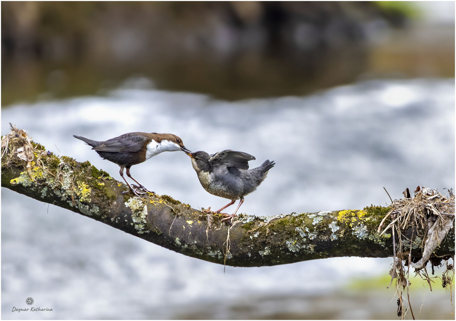 Wasseramsel mit Jungvogel