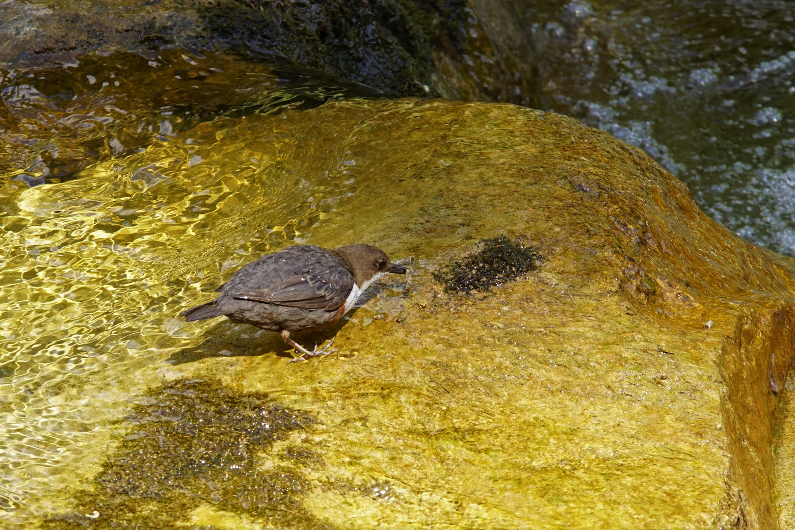 Wasseramsel mit Köcherfliegenlarve.