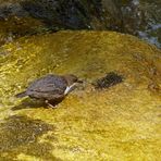 Wasseramsel mit Köcherfliegenlarve.