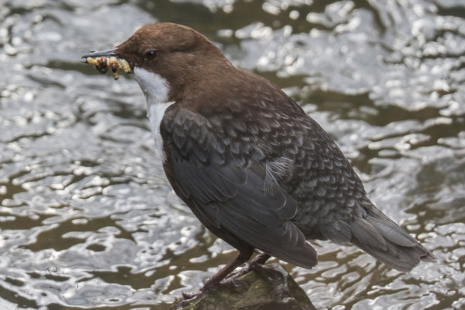 Wasseramsel mit Nachschub für die Kleinen