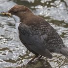 Wasseramsel mit Nachschub für die Kleinen