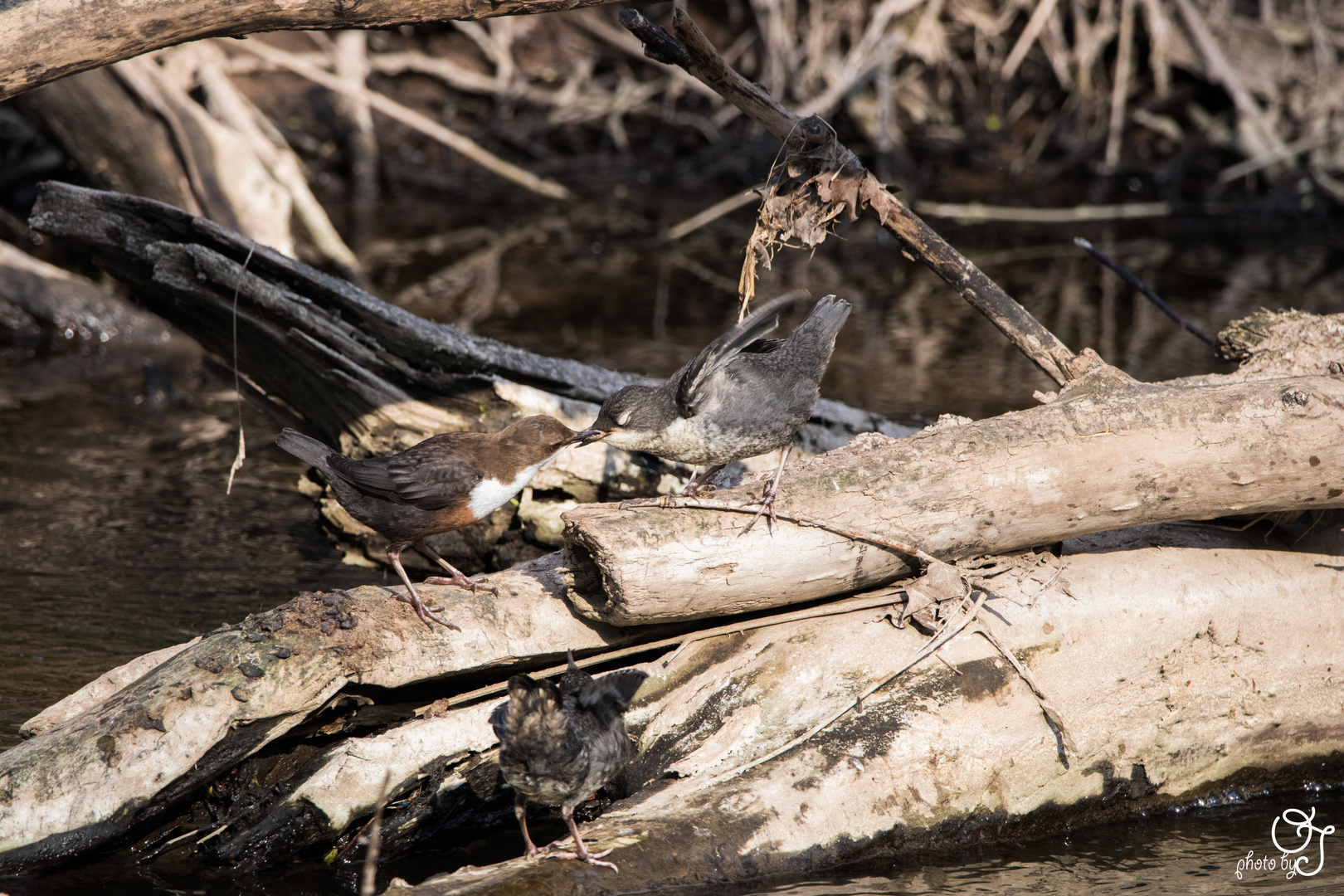 Wasseramsel mit Nachwuchs