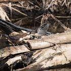 Wasseramsel mit Nachwuchs