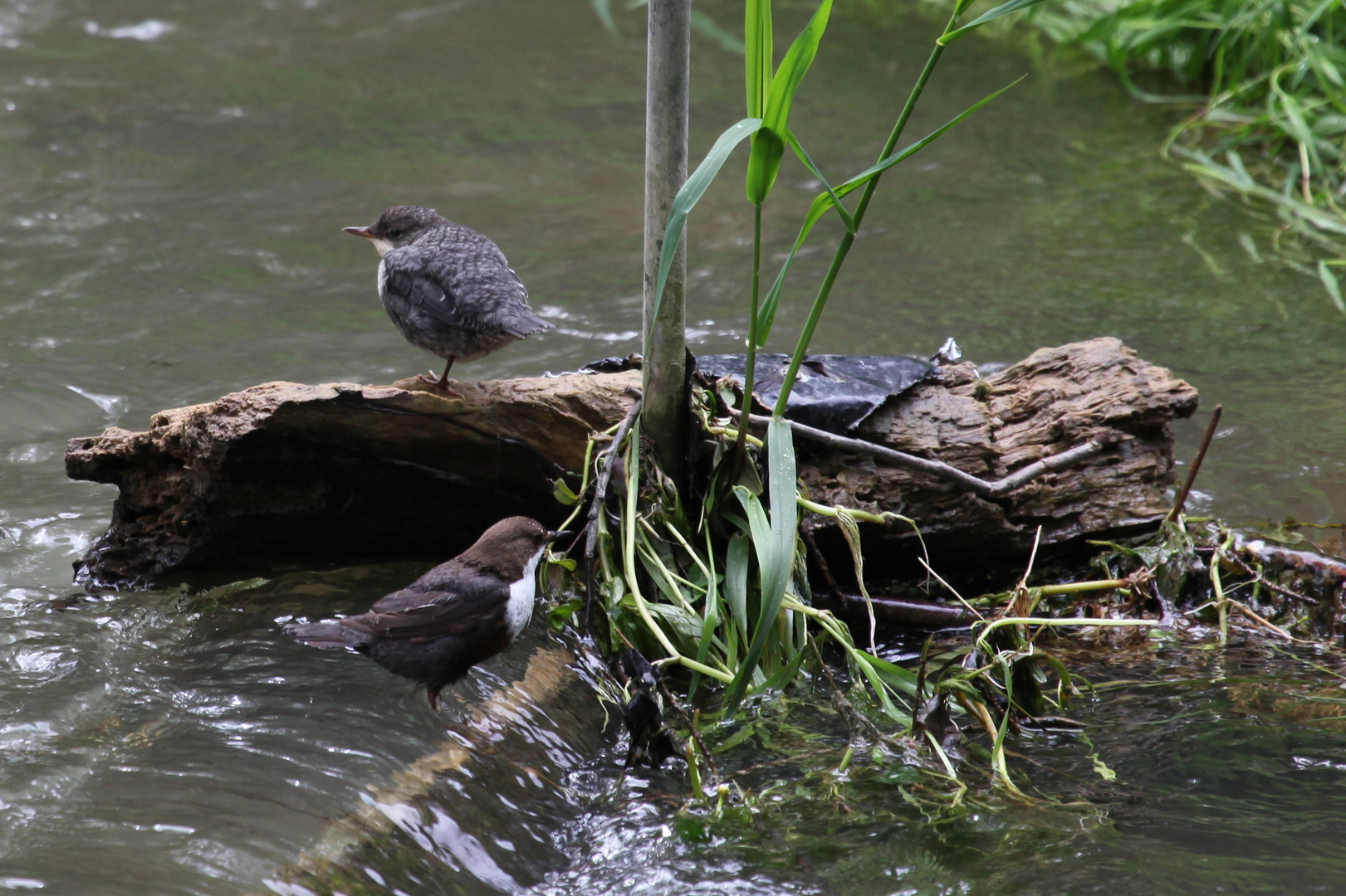 Wasseramsel mit Nachwuchs