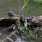 Wasseramsel mit Nachwuchs