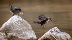 Wasseramsel mit Nachwuchs