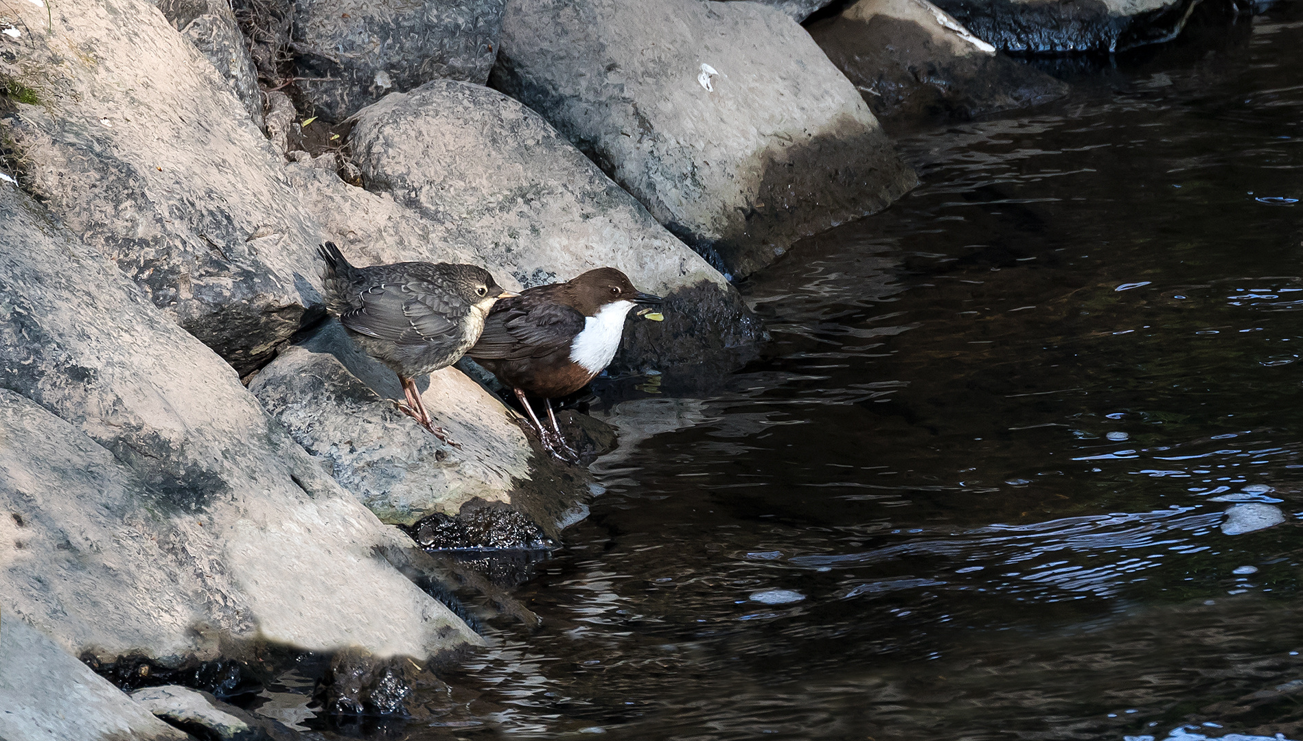 Wasseramsel mit Nachwuchs