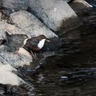 Wasseramsel mit Nachwuchs