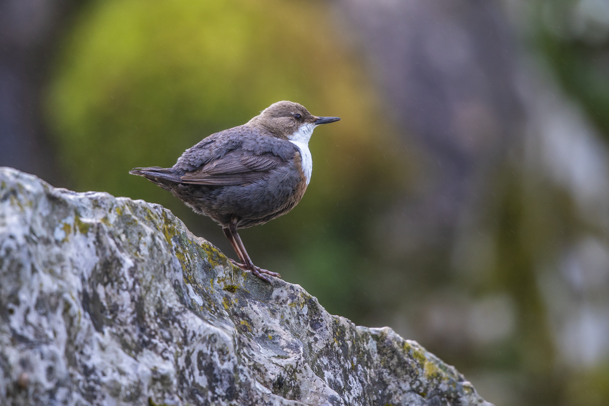 Wasseramsel mit Nest über dem Bach - I