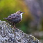 Wasseramsel mit Nest über dem Bach - I