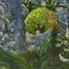 Wasseramsel mit Nest über dem Bach - II