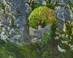 Wasseramsel mit Nest über dem Bach - II