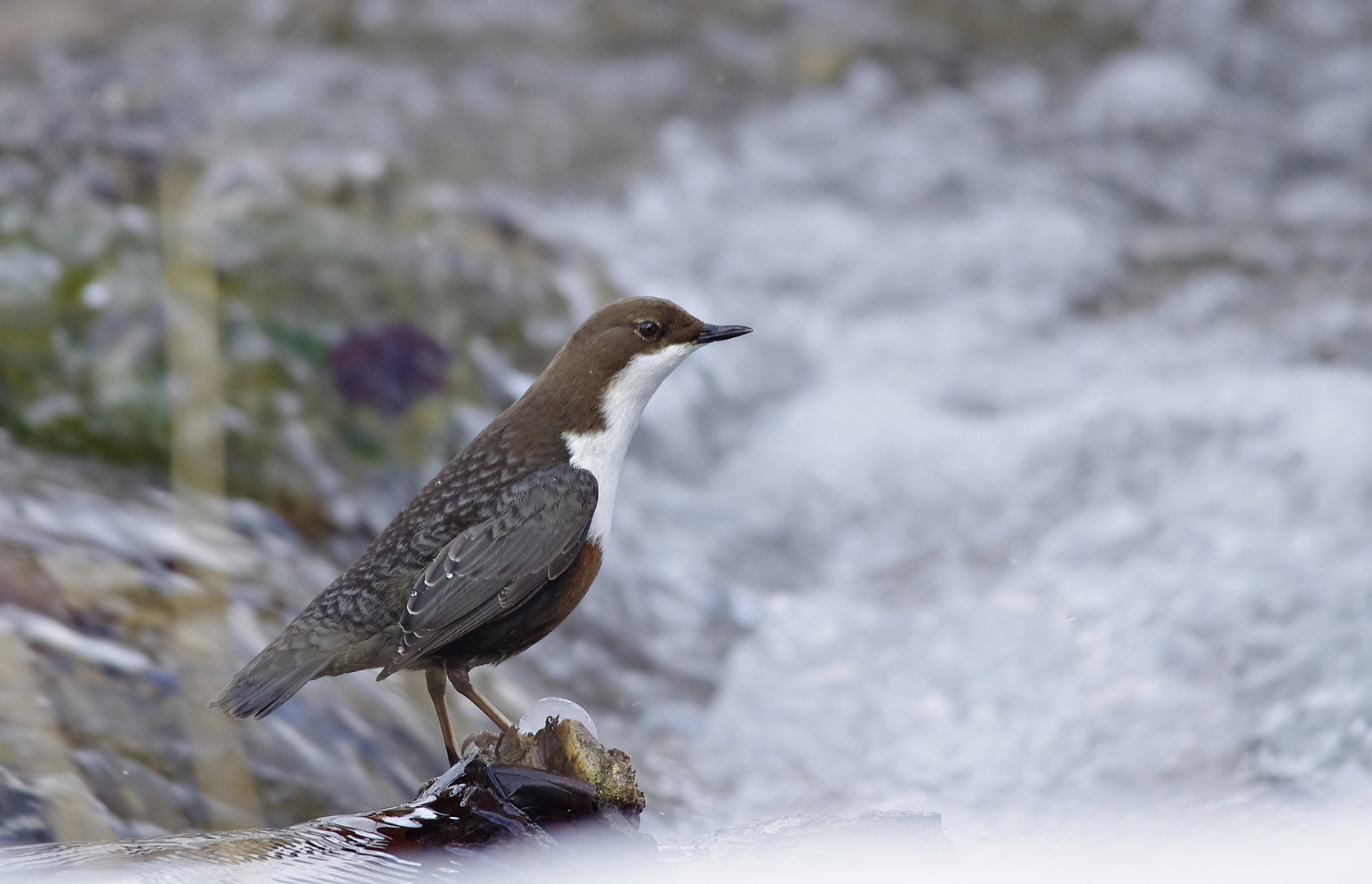 Wasseramsel mit Starallüren