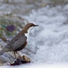 Wasseramsel mit Starallüren