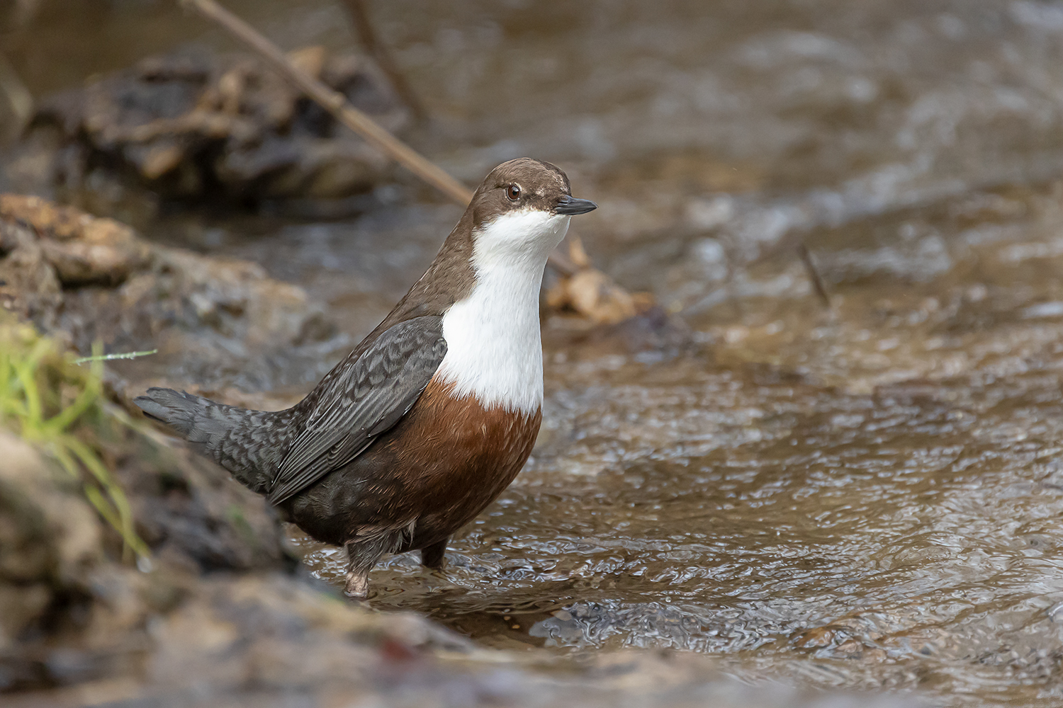  WASSERAMSEL MUSS GUCKEN.........