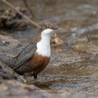  WASSERAMSEL MUSS GUCKEN.........