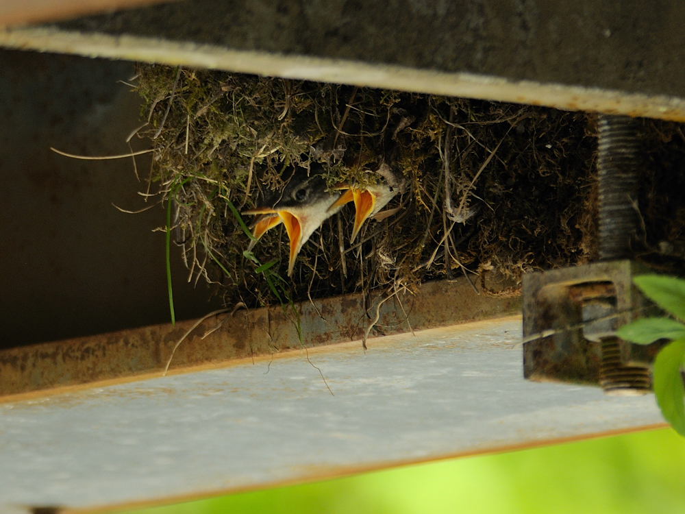 Wasseramsel-Nest