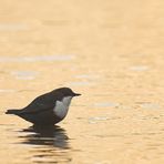 Wasseramsel nimmt Goldbad