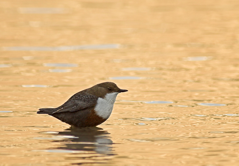 Wasseramsel nimmt Goldbad reload [K]