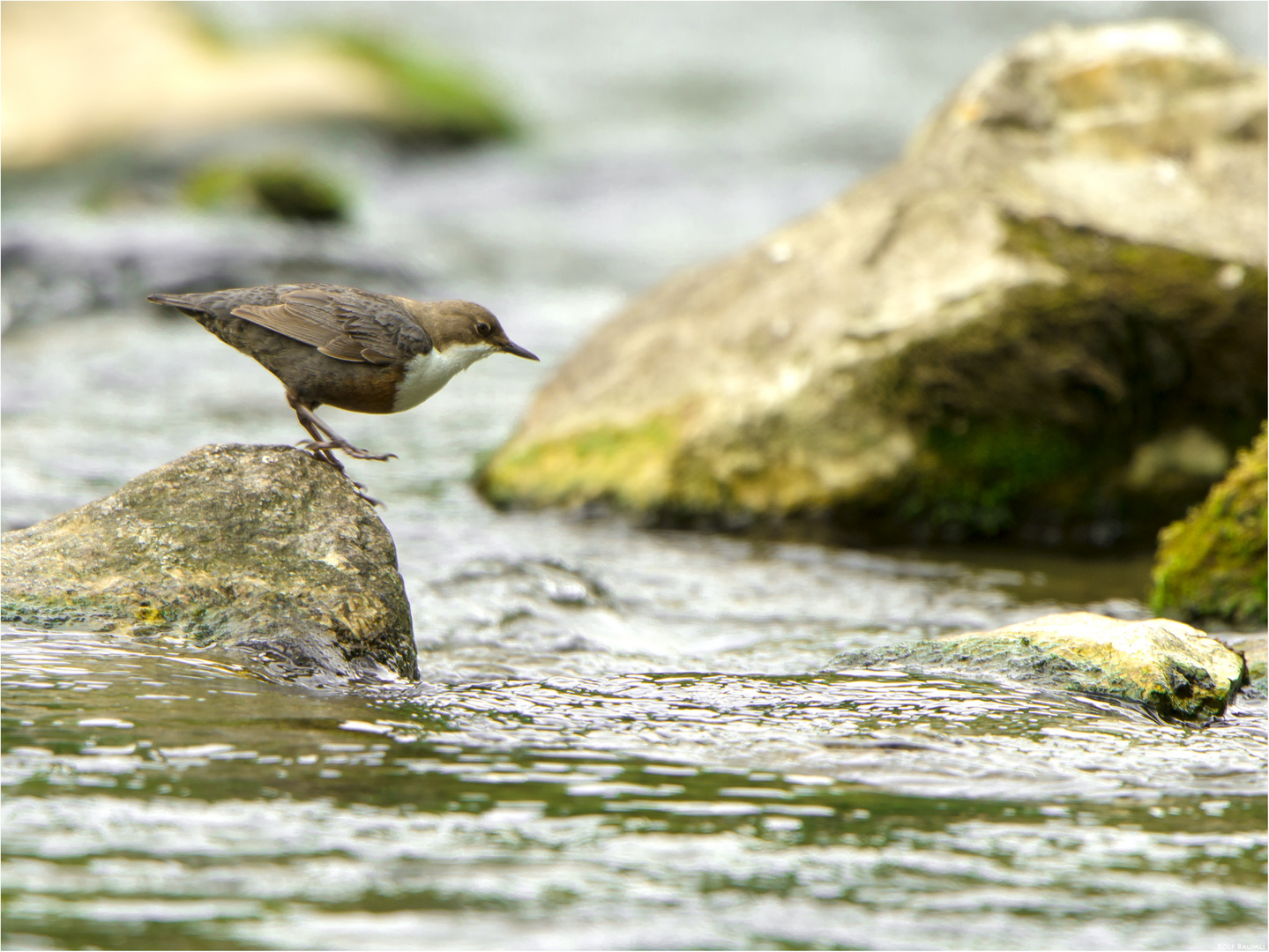 Wasseramsel No. 2