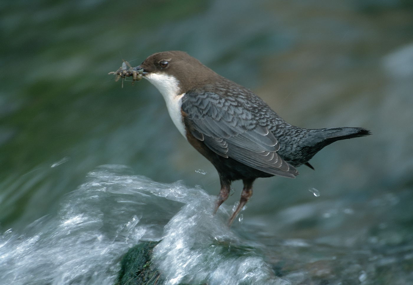 --- Wasseramsel Nr. 2 --- ( Cinclus cinclus )