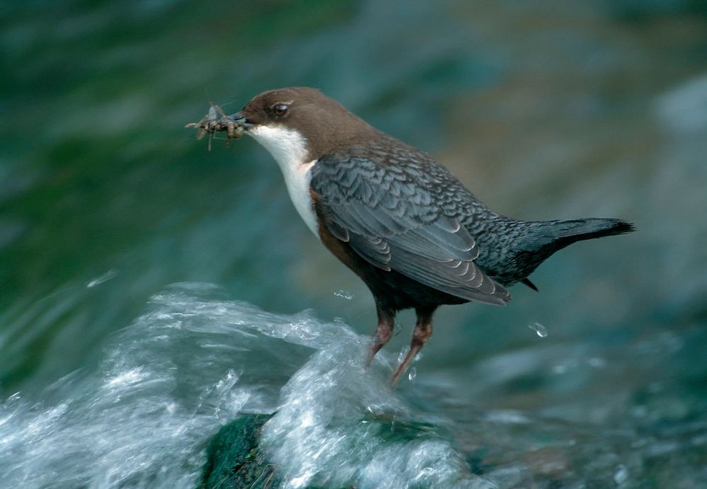 --- Wasseramsel Nr. 2 --- ( Cinclus cinclus )