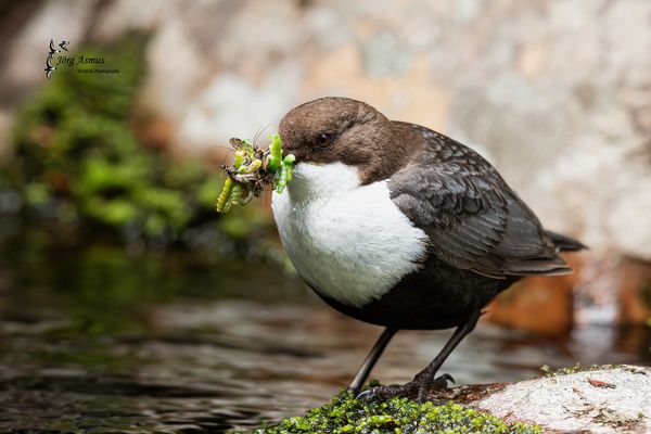 Wasseramsel // Öland