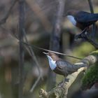 Wasseramsel ohne Wasser ;-)