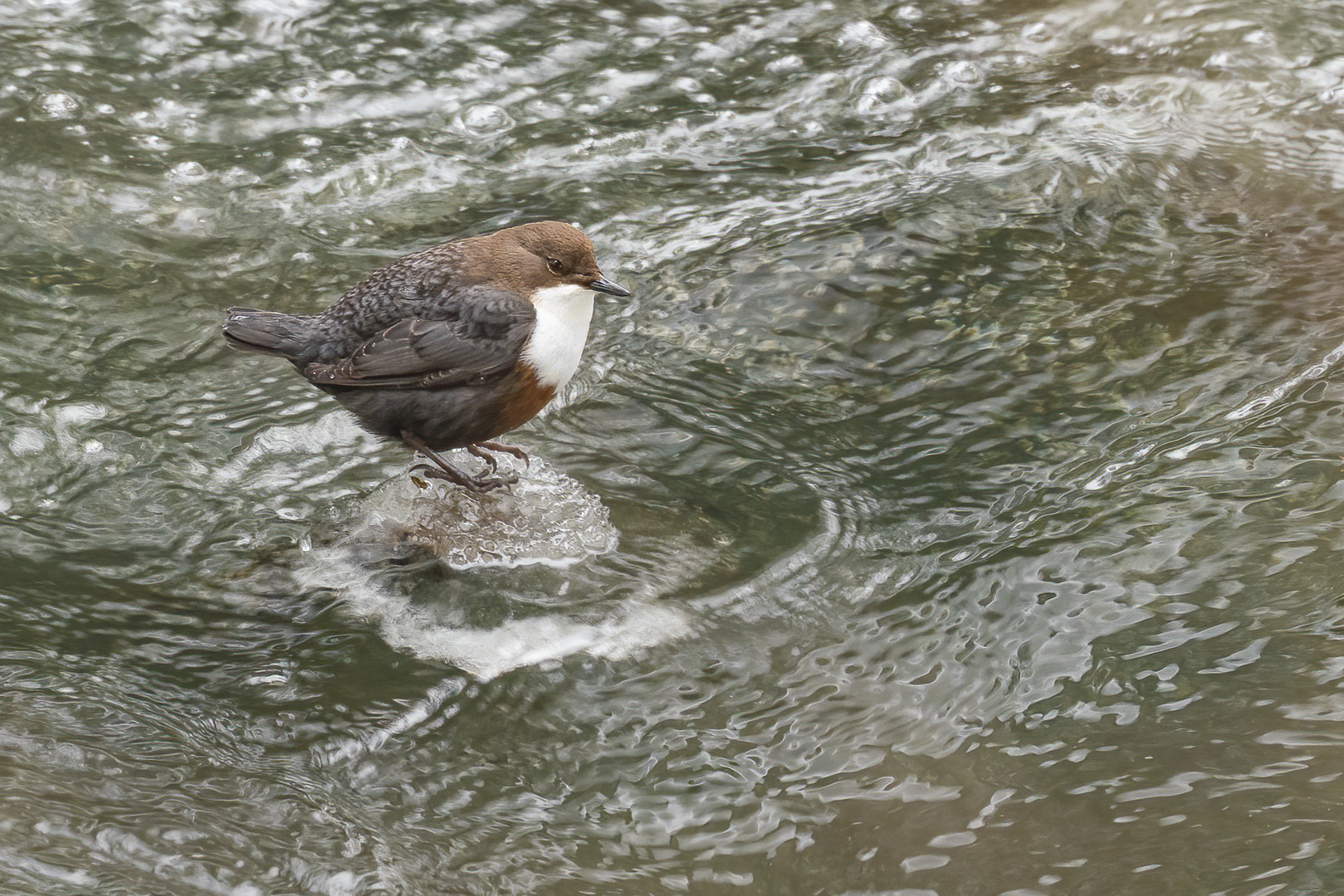 Wasseramsel on the rocks