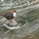 Wasseramsel on the rocks