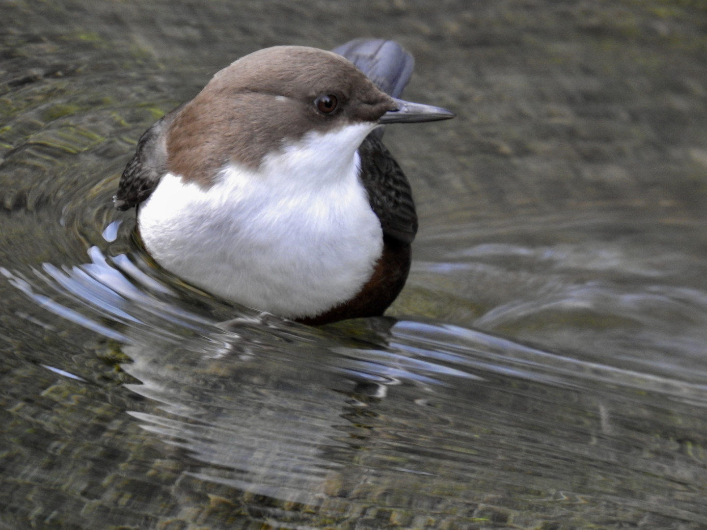 Wasseramsel on tour