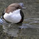 Wasseramsel on tour