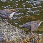 Wasseramsel-Paar