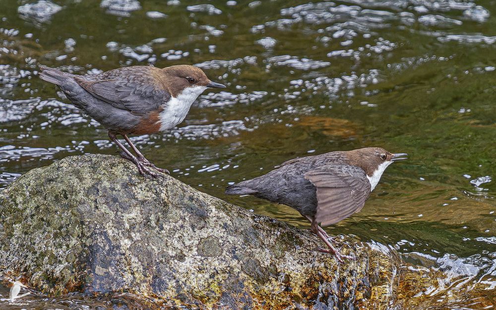 Wasseramsel-Paar