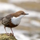 Wasseramsel posiert