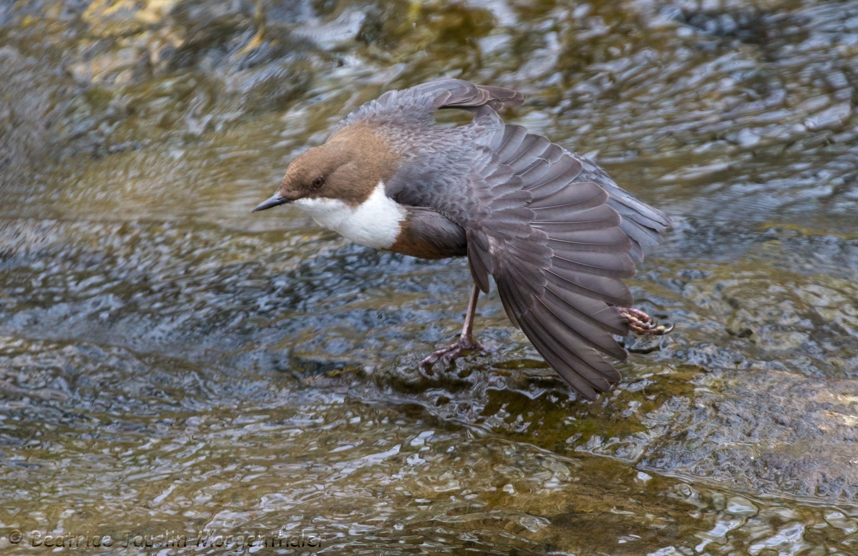 Wasseramsel - Schwanentanz