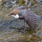 Wasseramsel - Schwanentanz