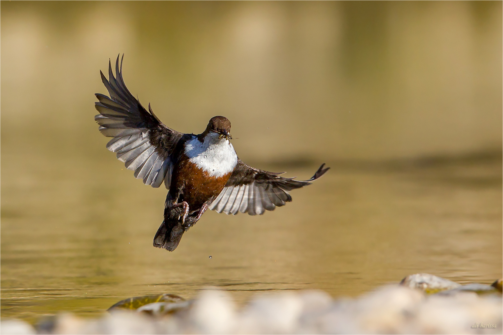 wasseramsel schweiz