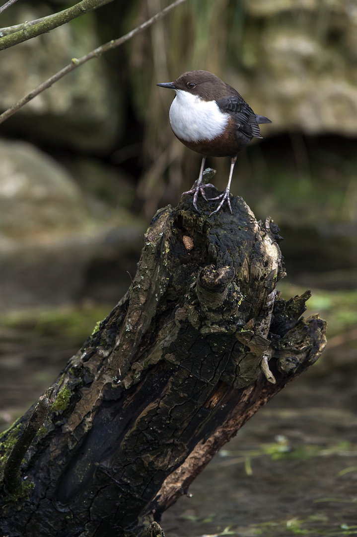 Wasseramsel - Sitzplatz