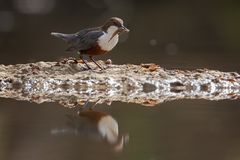 Wasseramsel -Spiegelung