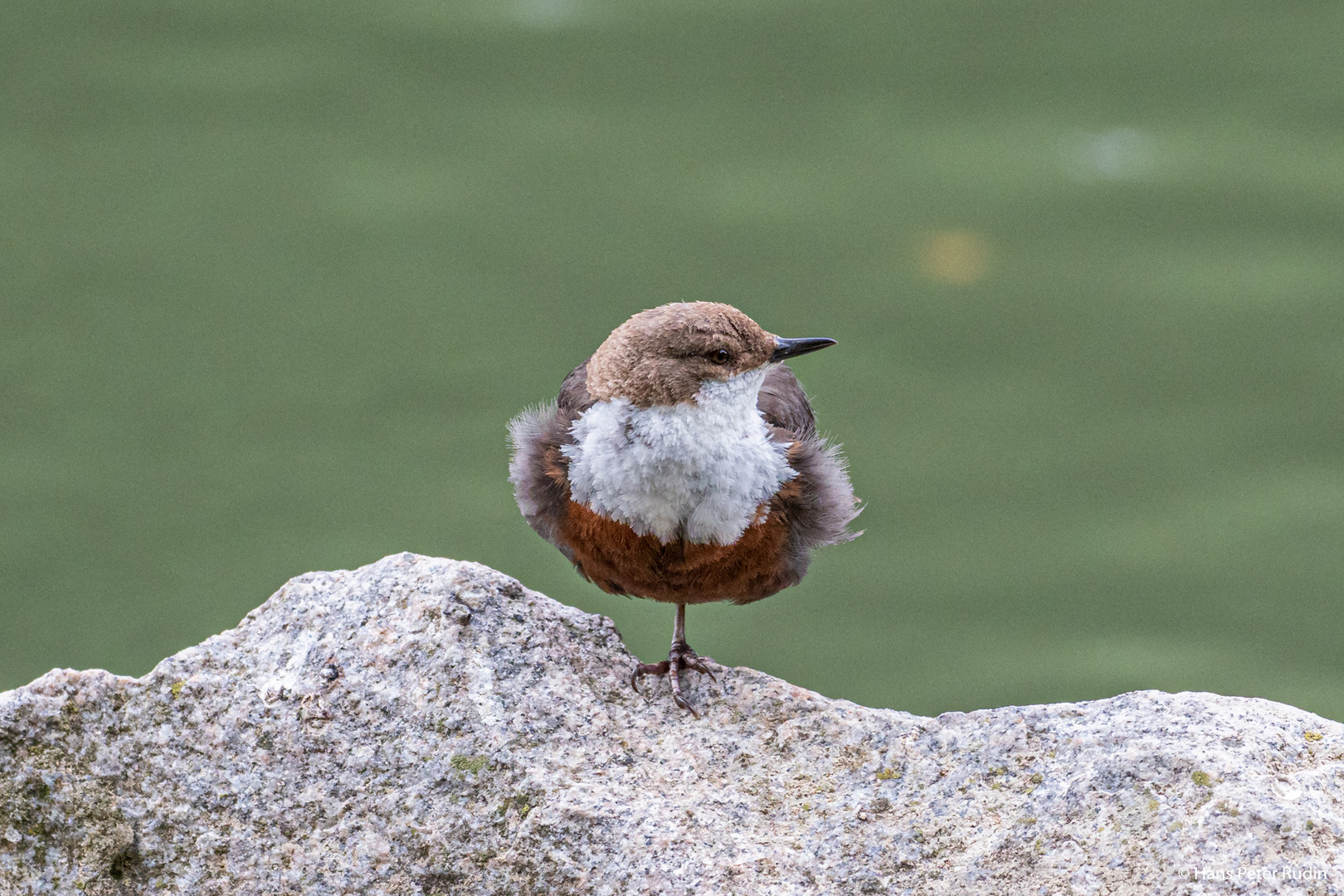 Wasseramsel – Standhaft