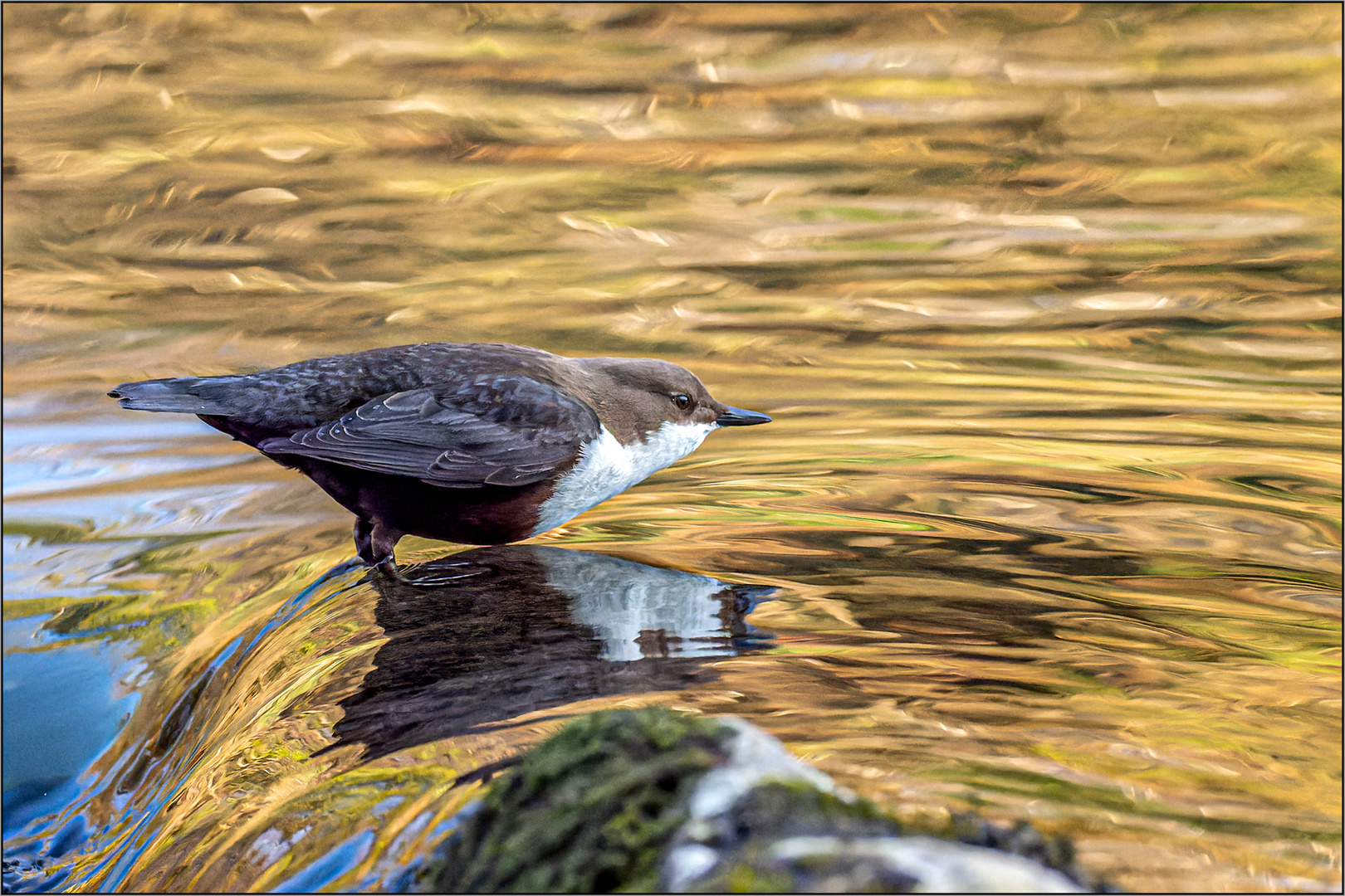 Wasseramsel – Start ins kalte Wasser