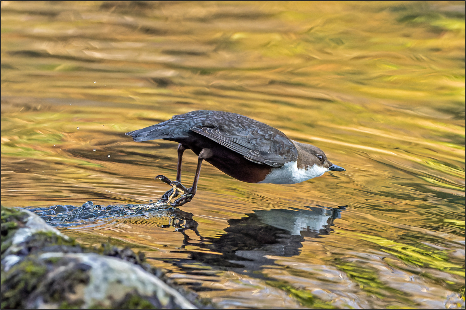 Wasseramsel – Start ins kalte Wasser