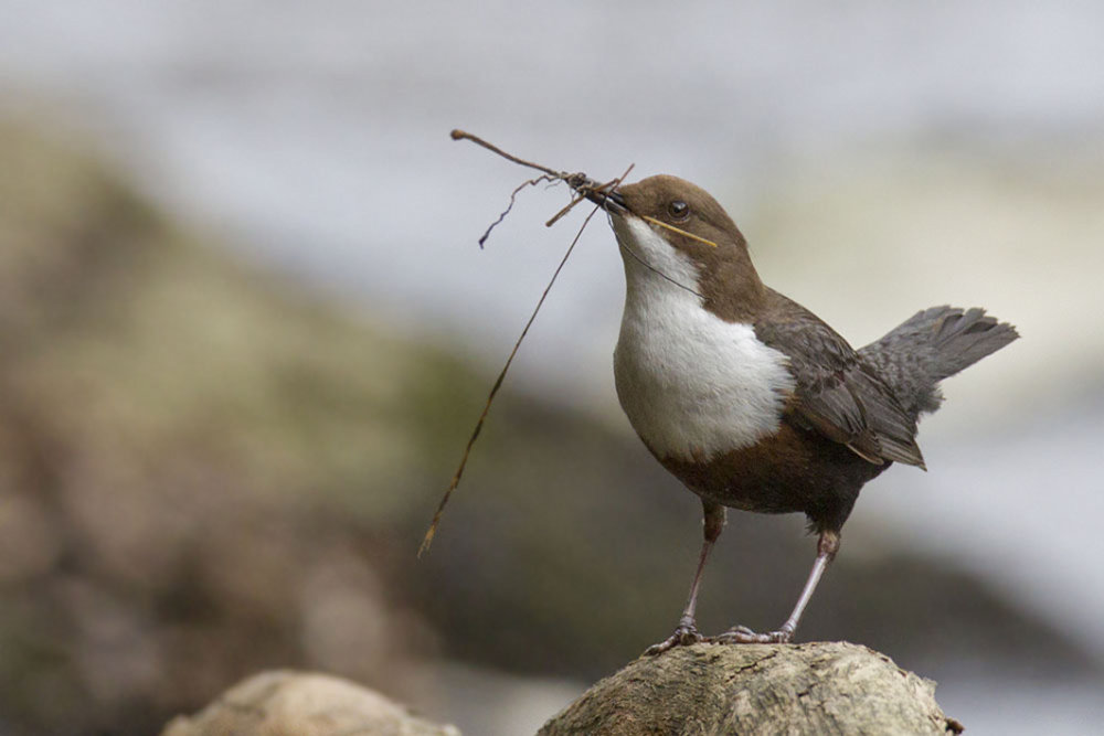 Wasseramsel - Start zum Nestbau