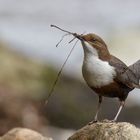 Wasseramsel - Start zum Nestbau