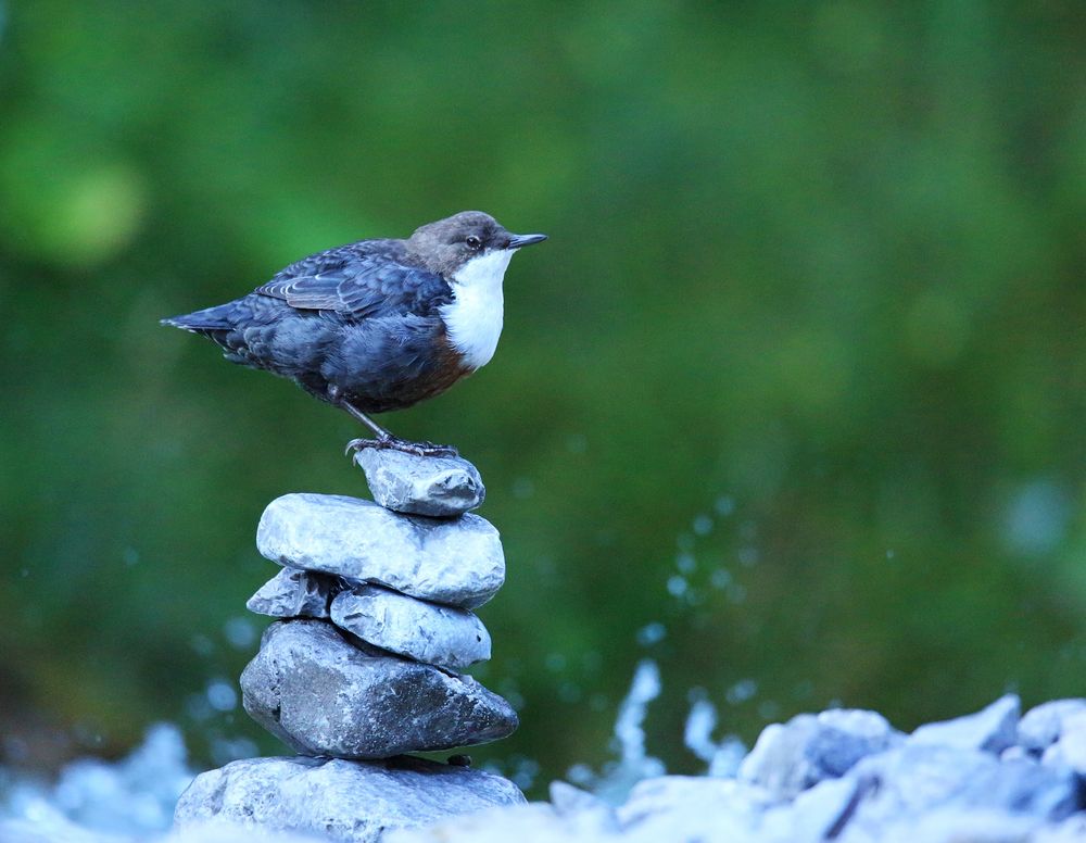 Wasseramsel Stoarmandl