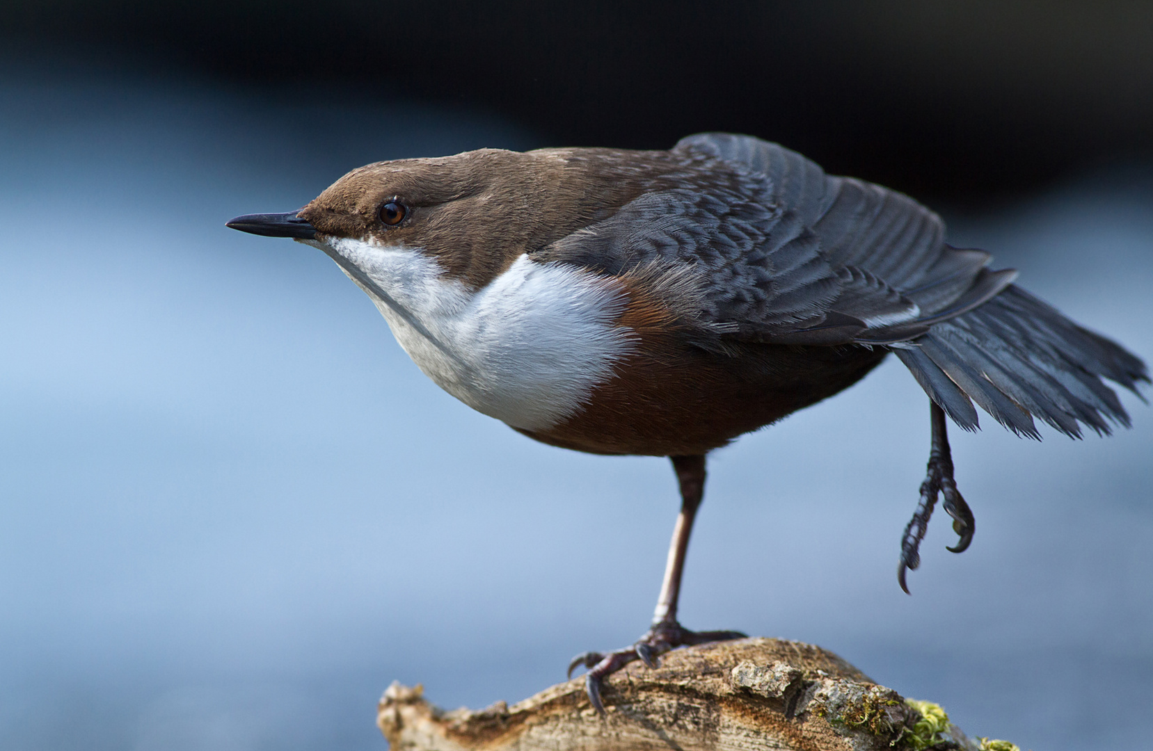 Wasseramsel-stretching