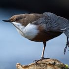 Wasseramsel-stretching