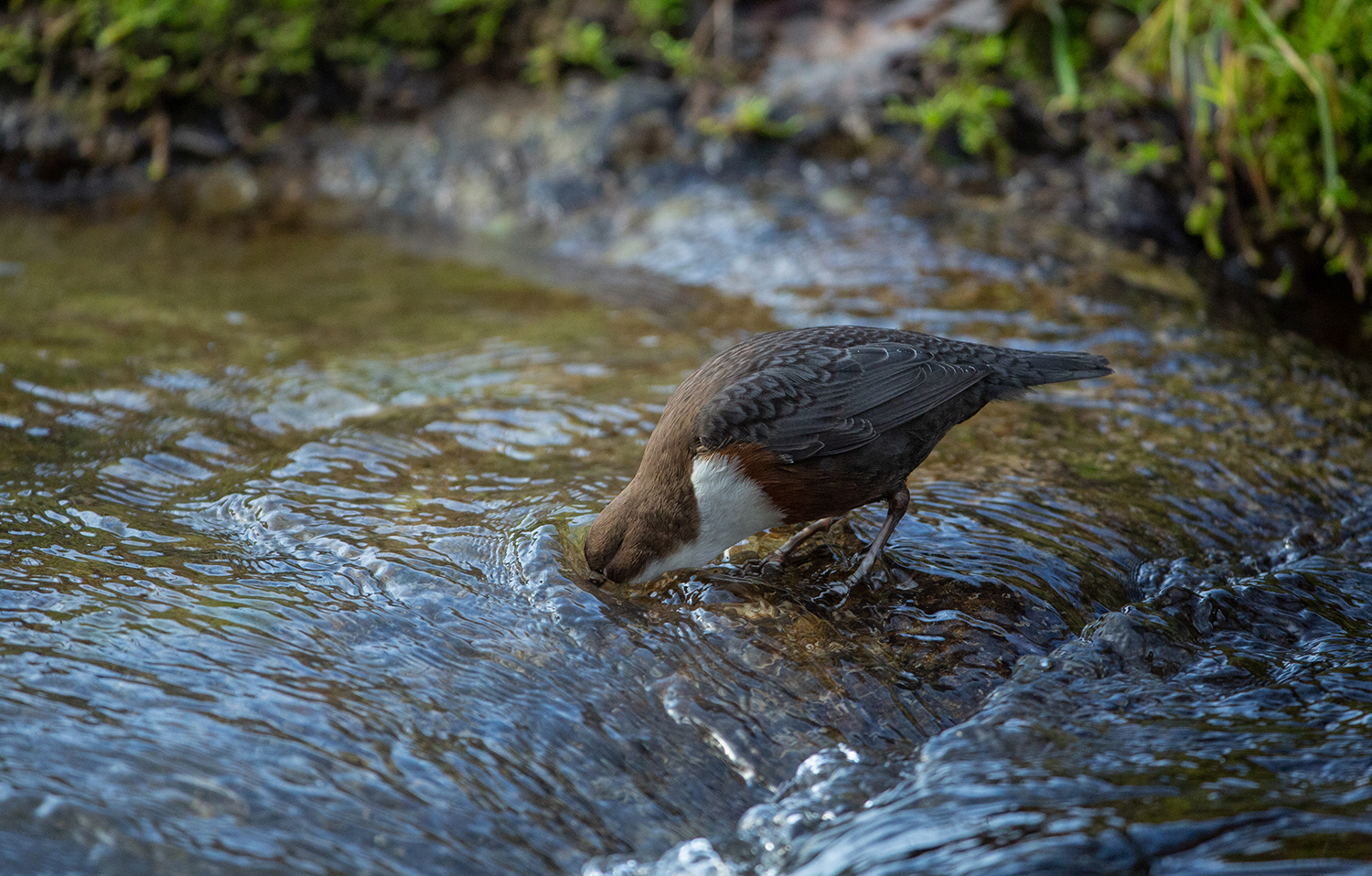 ***  Wasseramsel taucht nach Futter  ***