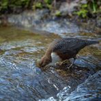 ***  Wasseramsel taucht nach Futter  ***